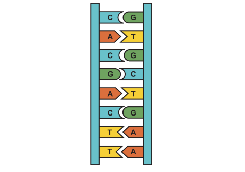 A graphic showing how DNA bases pair together
