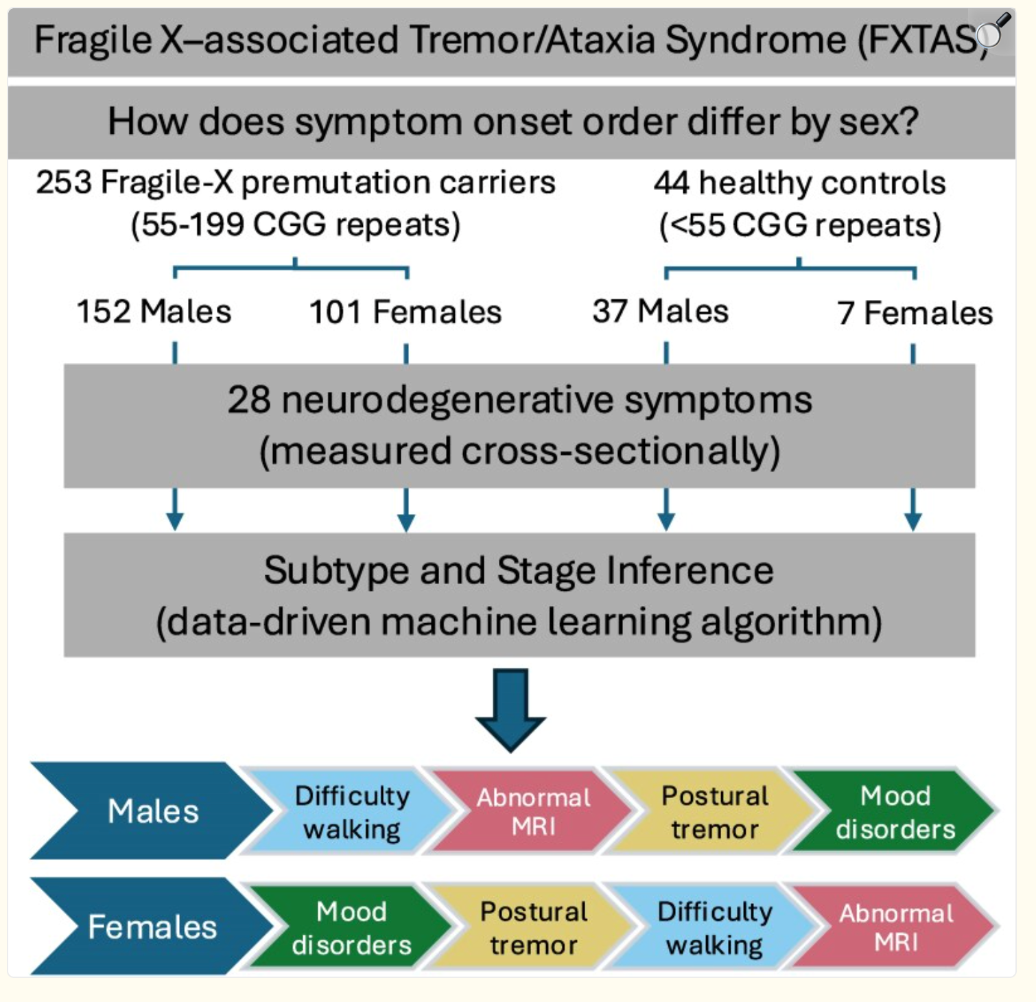 A diagram showing the impacts of FXTAS in male and female humans