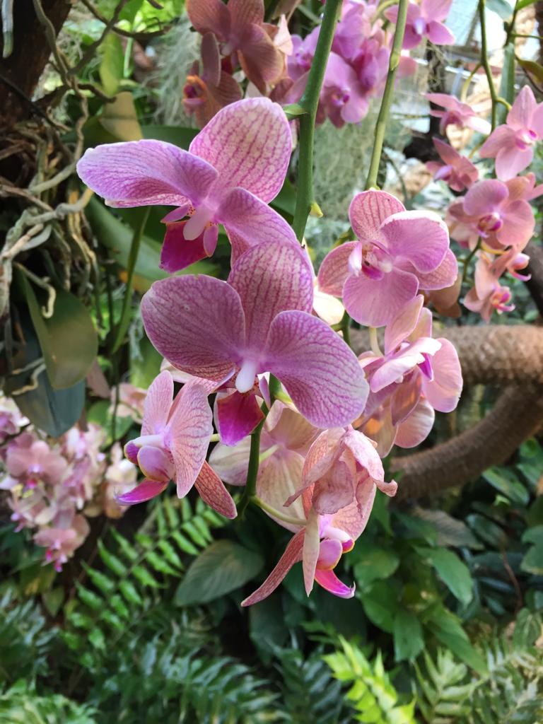 Pink flowers